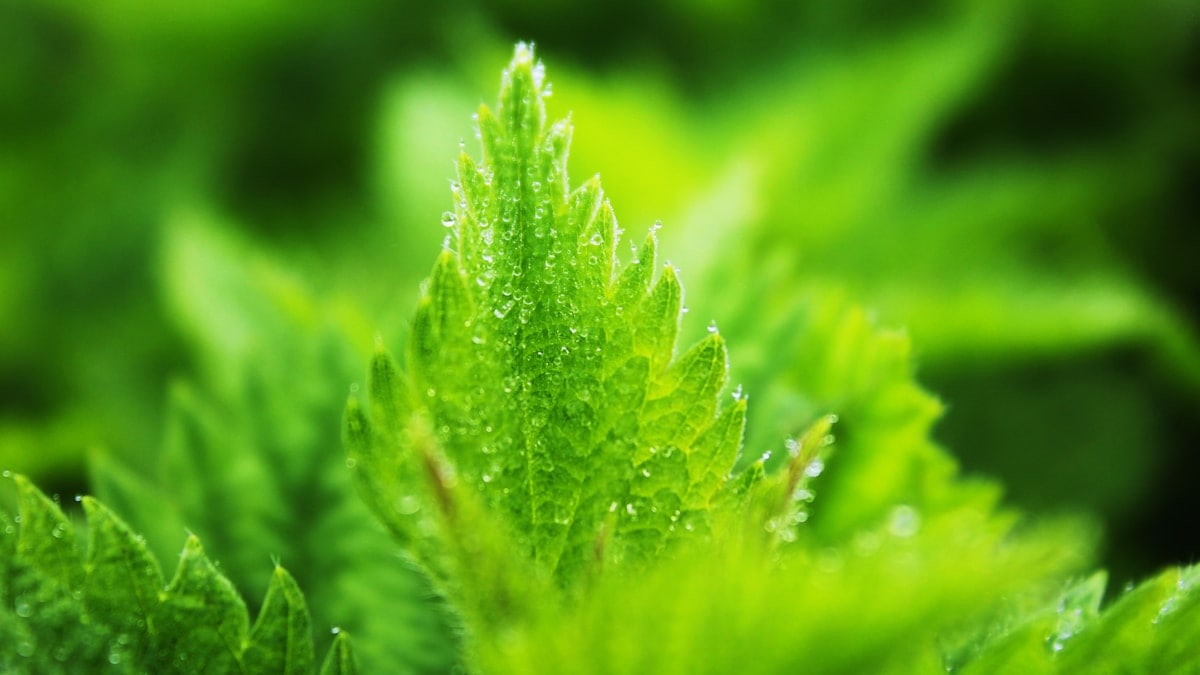 green leafed plant